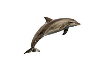 Brown spotted dolphin leaping gracefully through the air with water droplets, isolated on a transparent background