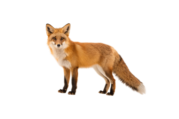 Red fox standing alert with bushy tail and pointed ears, isolated on a transparent background