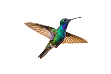 Colorful hummingbird with emerald and blue plumage captured mid-flight with extended wings, isolated on a transparent background