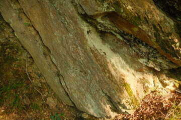 This is a close up view of a tree trunk found in the woods nearby