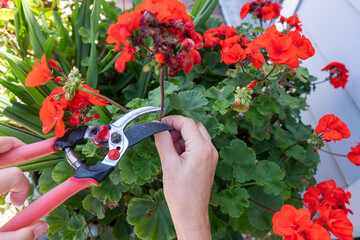 Close up of a Woman pruning a Blossom Off a Reranium plant in her Garden.jpg