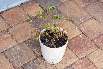 Neglected Dying Potted Plant in White Flower pot on Brick Paver Patio