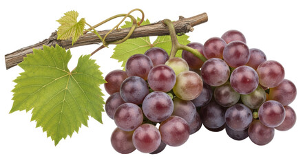 Isolated Bunch of Grapes