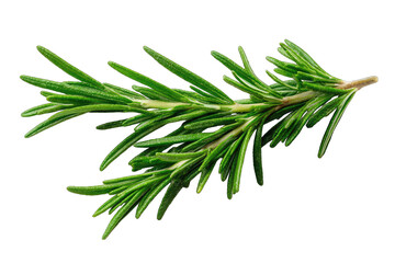 Fototapeta premium Close-up of fresh rosemary sprig (4)