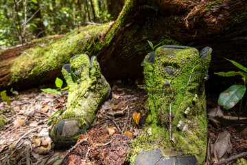 Two dirty, mossy boots are sitting on the ground in a forest. The moss has grown on the boots, giving them a natural, earthy appearance. Concept of tranquility and connection to nature