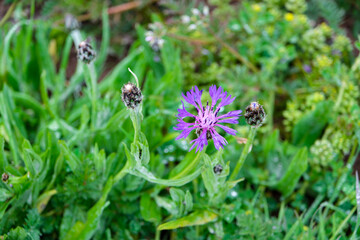 Close-up of vibrant purple wildflower in natural meadow. blooming flower. spring plant.