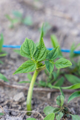A tiny bean plant with green leaves is growing on a black plastic sheet. The plant is in a pot and...