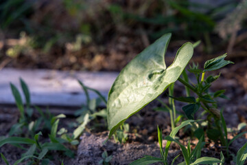 A tiny bean plant with green leaves is growing on a black plastic sheet. The plant is in a pot and...