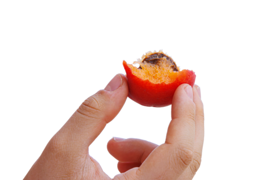 Closeup of a young woman hand holding a partially eaten ripe orange apricot with stone isolated on transparent background