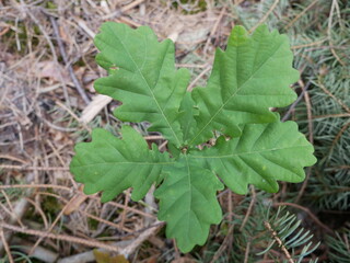 young oak in a summer forest