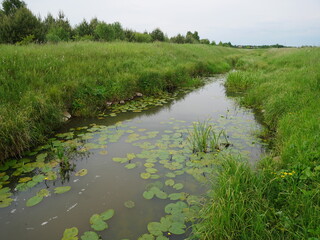 water lilies on a summer stream
