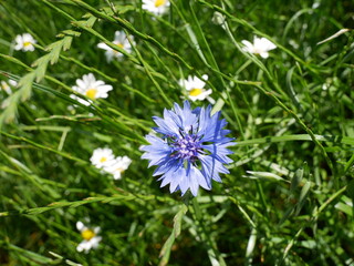 blue cornflower with daisies blooms in the meadow