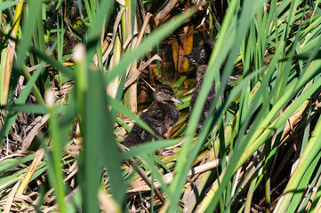 The ducklings hid among the reeds and aquatic plants in the lake