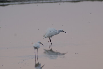 Two white stork in the rice fields looking for food