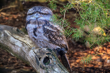 tawny frogmouth is sitting on a branch of tree