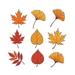 Obraz premium Collection of vibrant autumn leaves on white background