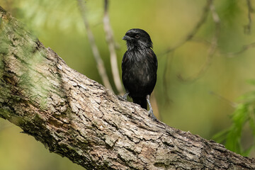 A fork tailed Drongo perched in a tree