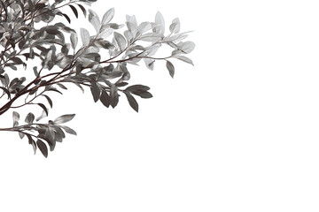 Obraz premium Close-up of light gray leaves and branches against a black background