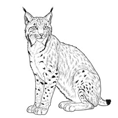 Iberian Lynx – Lynx pardinus. Iberian lynx vector stylized line drawing features a seated bobcat. Suitable for wildlife illustrations, logos, and animal conservation campaigns.