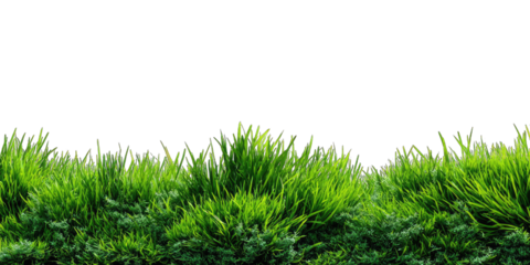 Lush green grass field against black background