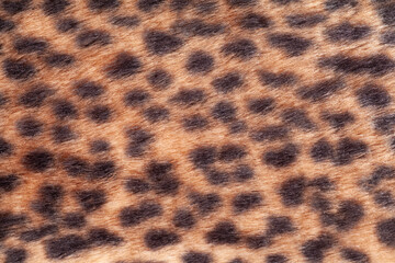 Leopard fur texture background close up
