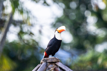 Tucano