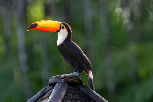 Tucano