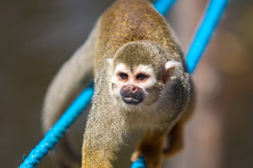 macaco-de-cheiro