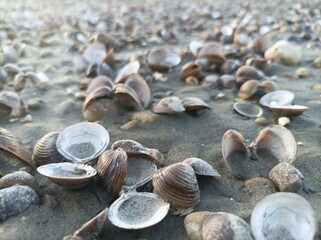 sea shells on the beach