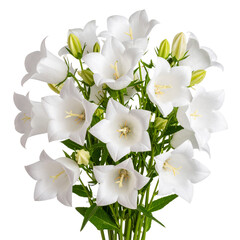 Obraz premium Cluster of Light Pink Bellflowers with Green Foliage, Transparent PNG