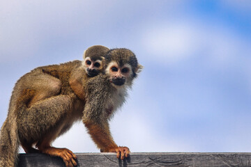 Fototapeta premium macaco-de-cheiro