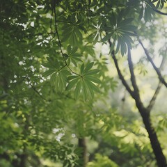Obraz premium Lush Green Leaves in Sunlight Nature Photography