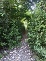 path in the forest