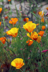 Obraz premium Closeup of California Poppies, Kent, England 