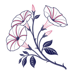 morning glory line art illustration on white background.