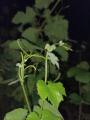 green leaves of a plant
