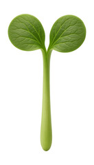 Broccoli sprout with thick stem and rounded, veined cotyledons