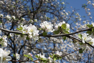 blooming apple tree