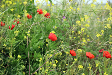 Poppies and Black Mustard plants blowing in the wind, Kent England
