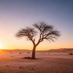 Desert Sunset Lone Tree Silhouette in Sahara Sands