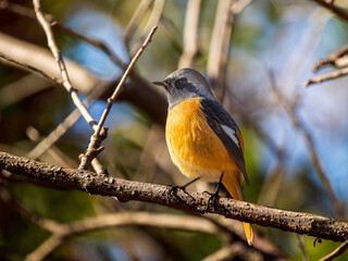 枝にとまるジョウビタキのオス