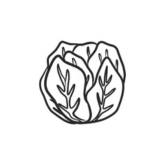 Fresh Hand-Drawn Head of Cabbage for Healthy Cooking and Gardening