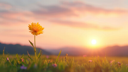 A yellow flower is in a field of grass with a beautiful sunset in the background