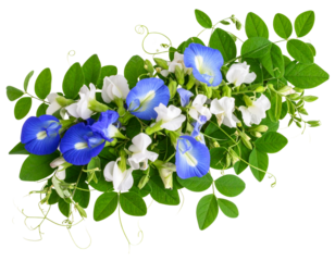 Corner Cluster of Pea Flowers with Natural Vine Curl, isolated on a transparent background.