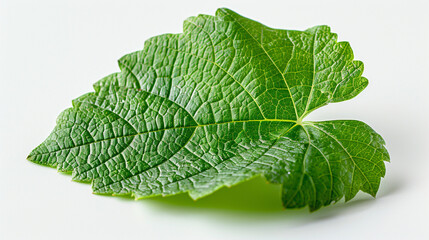 Fototapeta premium Fresh green grape leaf isolated on transparent background, realistic veins and details for organic or food-related design