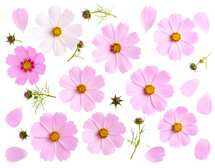 Flat Lay Cosmos Flower Composition with Scattered Petals and Buds, isolated on a transparent background.