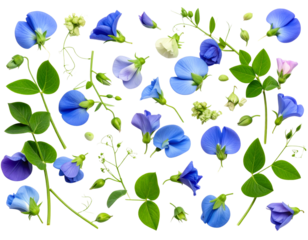 Flat Lay of Pea Flowers with Scattered Buds and Leaves, isolated on a transparent background.