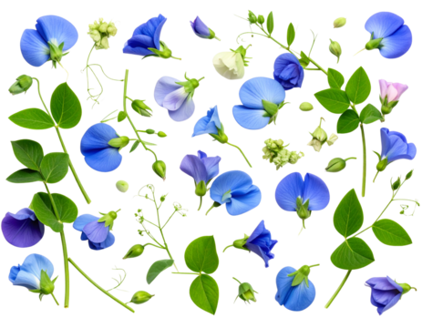 Flat Lay of Pea Flowers with Scattered Buds and Leaves, isolated on a transparent background.