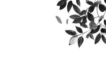 Gray-scale close-up of leaves at branch edge, dark background
