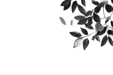 Gray-scale close-up of leaves at branch edge, dark background